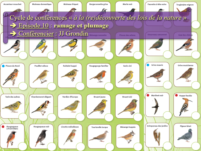 Affiche de la conférence n°10, montrant une collection d'oiseaux communs étudiés dans cette conférence.